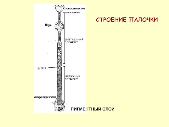 СТРОЕНИЕ ПАЛОЧКИ ПИГМЕНТНЫЙ СЛОЙ