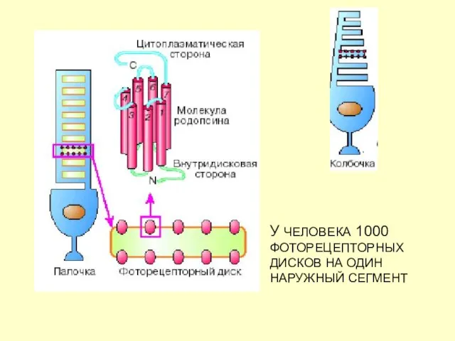 У ЧЕЛОВЕКА 1000 ФОТОРЕЦЕПТОРНЫХ ДИСКОВ НА ОДИН НАРУЖНЫЙ СЕГМЕНТ