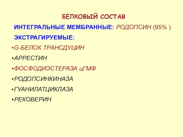 БЕЛКОВЫЙ СОСТАВ ИНТЕГРАЛЬНЫЕ МЕМБРАННЫЕ: РОДОПСИН (95% ) ЭКСТРАГИРУЕМЫЕ: G-БЕЛОК ТРАНСДУЦИН АРРЕСТИН ФОСФОДИЭСТЕРАЗА цГМФ РОДОПСИНКИНАЗА ГУАНИЛАТЦИКЛАЗА РЕКОВЕРИН