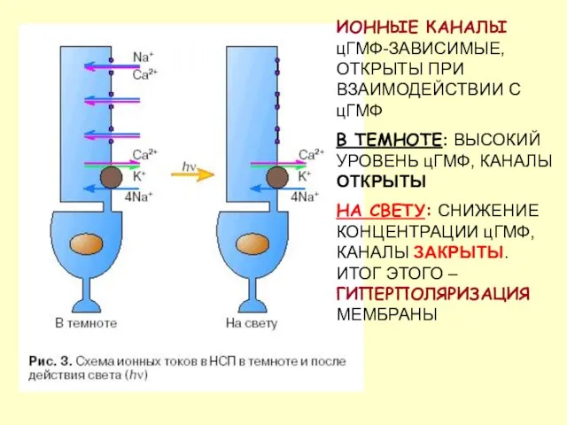 ИОННЫЕ КАНАЛЫ цГМФ-ЗАВИСИМЫЕ, ОТКРЫТЫ ПРИ ВЗАИМОДЕЙСТВИИ С цГМФ В ТЕМНОТЕ: ВЫСОКИЙ УРОВЕНЬ