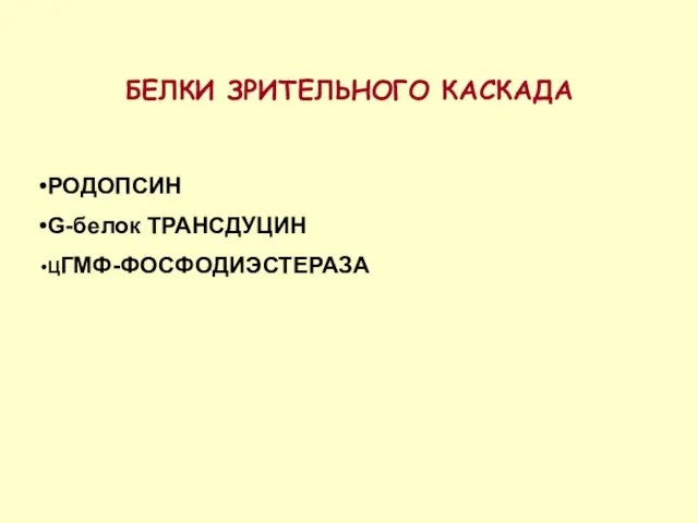 БЕЛКИ ЗРИТЕЛЬНОГО КАСКАДА РОДОПСИН G-белок ТРАНСДУЦИН ЦГМФ-ФОСФОДИЭСТЕРАЗА