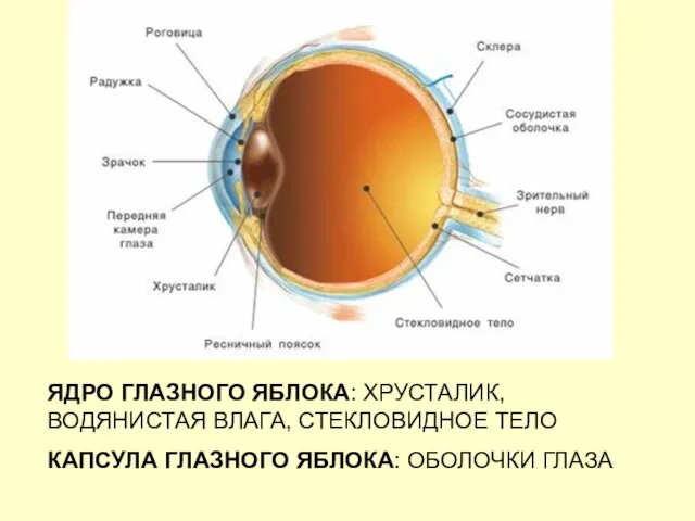 ЯДРО ГЛАЗНОГО ЯБЛОКА: ХРУСТАЛИК, ВОДЯНИСТАЯ ВЛАГА, СТЕКЛОВИДНОЕ ТЕЛО КАПСУЛА ГЛАЗНОГО ЯБЛОКА: ОБОЛОЧКИ ГЛАЗА