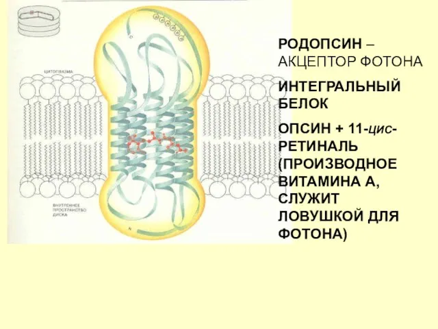 РОДОПСИН – АКЦЕПТОР ФОТОНА ИНТЕГРАЛЬНЫЙ БЕЛОК ОПСИН + 11-ЦИС-РЕТИНАЛЬ (ПРОИЗВОДНОЕ ВИТАМИНА А, СЛУЖИТ ЛОВУШКОЙ ДЛЯ ФОТОНА)