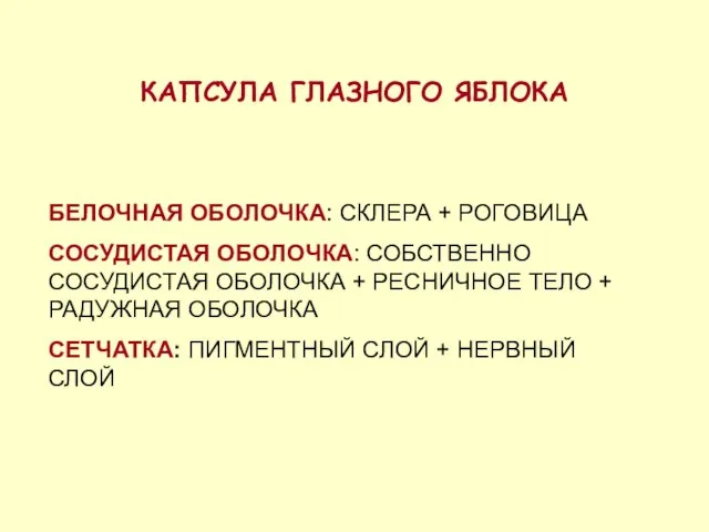 КАПСУЛА ГЛАЗНОГО ЯБЛОКА БЕЛОЧНАЯ ОБОЛОЧКА: СКЛЕРА + РОГОВИЦА СОСУДИСТАЯ ОБОЛОЧКА: СОБСТВЕННО СОСУДИСТАЯ