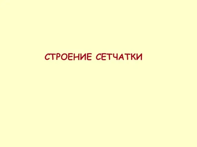 СТРОЕНИЕ СЕТЧАТКИ