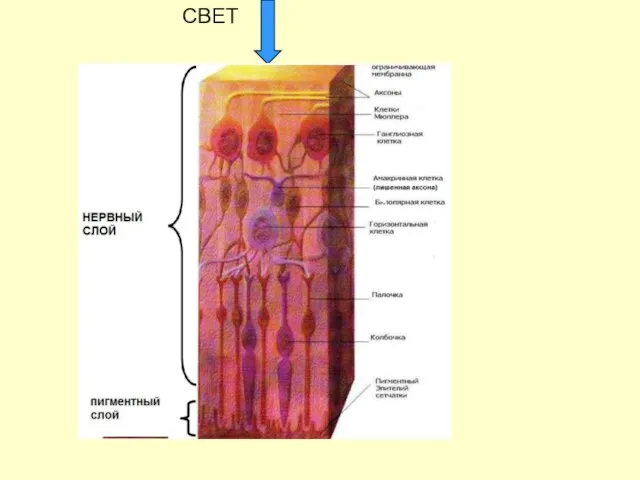 СВЕТ