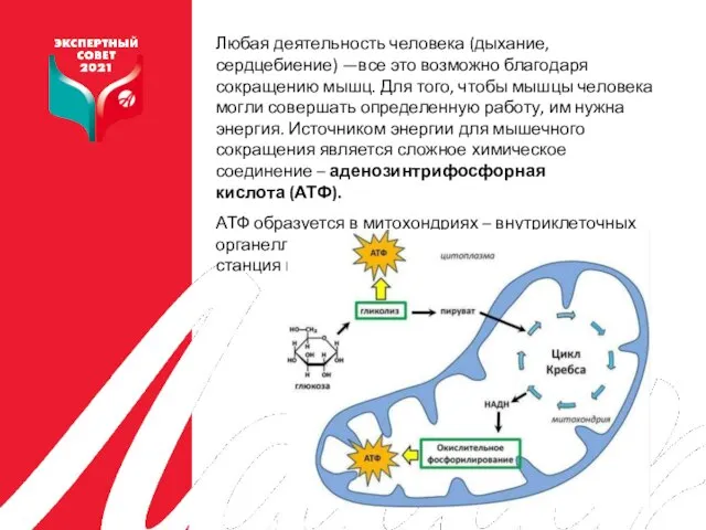 Любая деятельность человека (дыхание, сердцебиение) —все это возможно благодаря сокращению мышц. Для