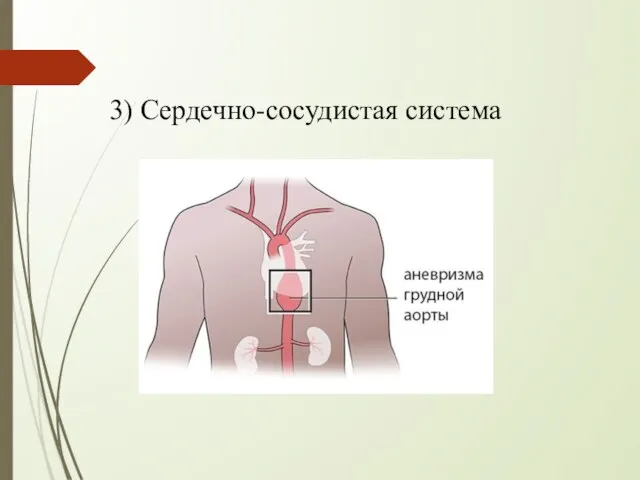 3) Сердечно-сосудистая система