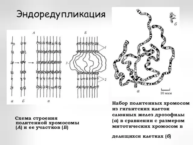 Набор политенных хромосом из гигантских клеток слюнных желез дрозофилы (а) в сравнении