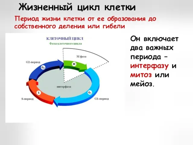 Жизненный цикл клетки Период жизни клетки от ее образования до собственного деления