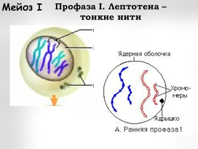 Профаза I. Лептотена – тонкие нити Мейоз I