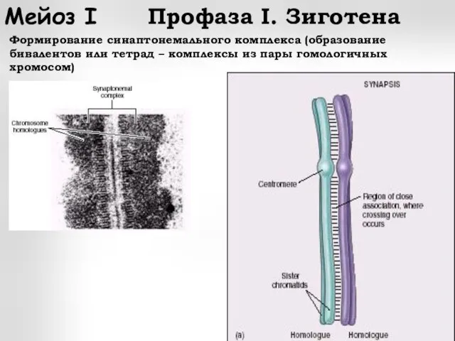 Формирование синаптонемального комплекса (образование бивалентов или тетрад – комплексы из пары гомологичных