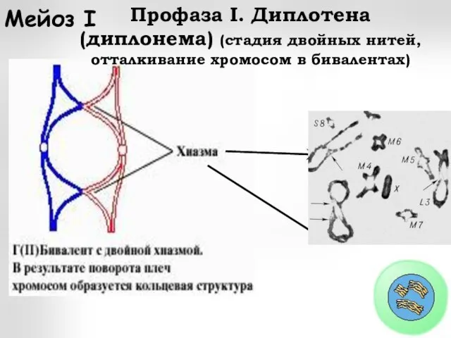 Профаза I. Диплотена (диплонема) (стадия двойных нитей, отталкивание хромосом в бивалентах) Мейоз I