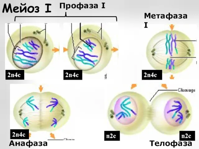 Мейоз I Профаза I Метафаза I Анафаза I Телофаза I 2n4с 2n4с 2n4с 2n4с n2с n2с