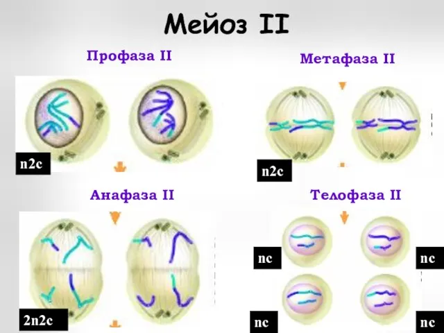 Мейоз II Профаза II Метафаза II Анафаза II Телофаза II n2с n2с
