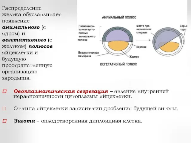 Овоплазматическая сегрегация – явление внутренней неравнозначности цитоплазмы яйцеклетки. От типа яйцеклетки зависит