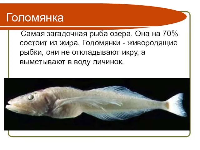 Голомянка Самая загадочная рыба озера. Она на 70% состоит из жира. Голомянки
