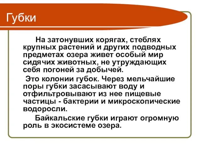 Губки На затонувших корягах, стеблях крупных растений и других подводных предметах озера