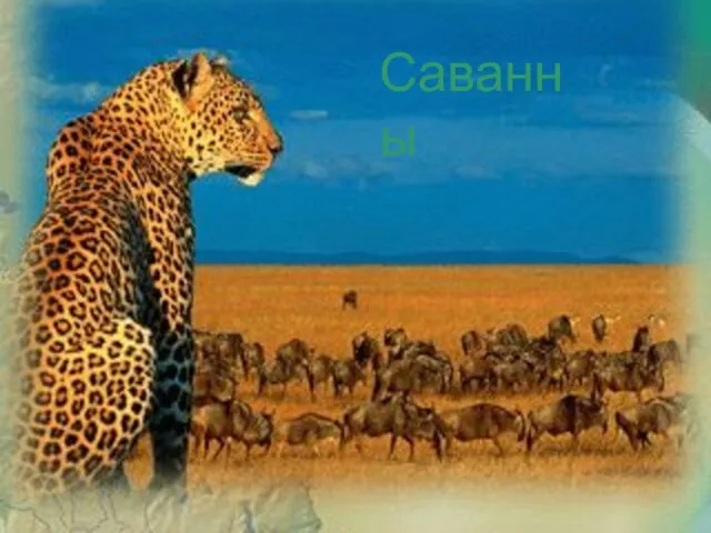 Саванны