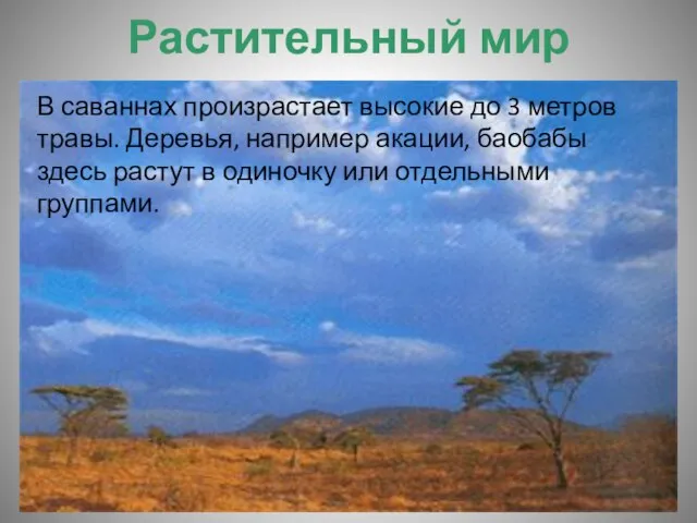 Растительный мир В саваннах произрастает высокие до 3 метров травы. Деревья, например