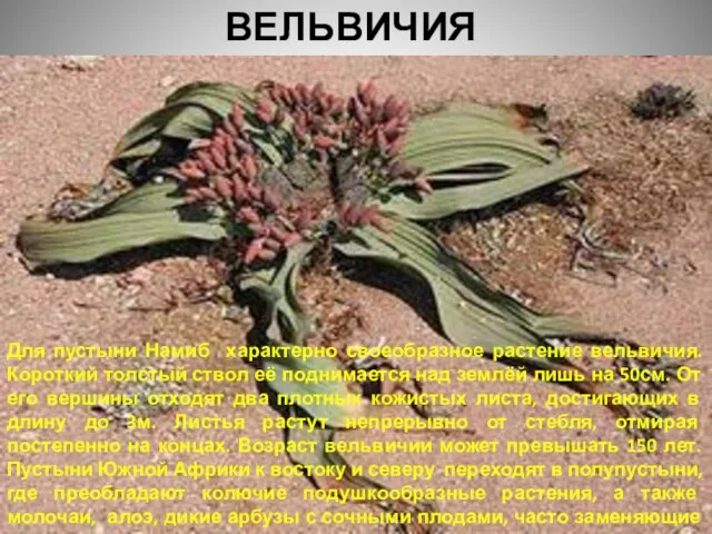 ВЕЛЬВИЧИЯ Для пустыни Намиб характерно своеобразное растение вельвичия. Короткий толстый ствол её