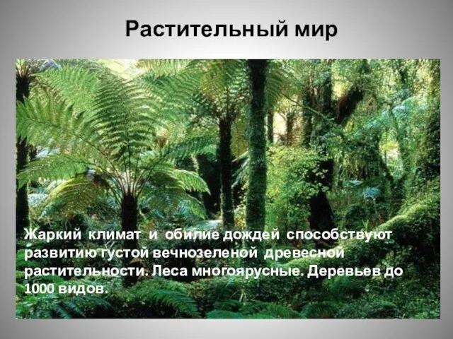 Растительный мир Жаркий климат и обилие дождей способствуют развитию густой вечнозеленой древесной