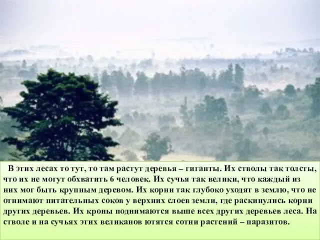 «В этих лесах то тут, то там растут деревья – гиганты. Их