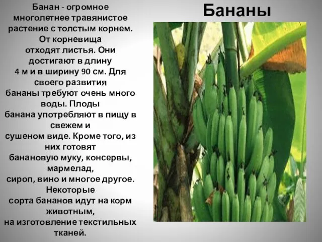 Бананы Банан - огромное многолетнее травянистое растение с толстым корнем. От корневища