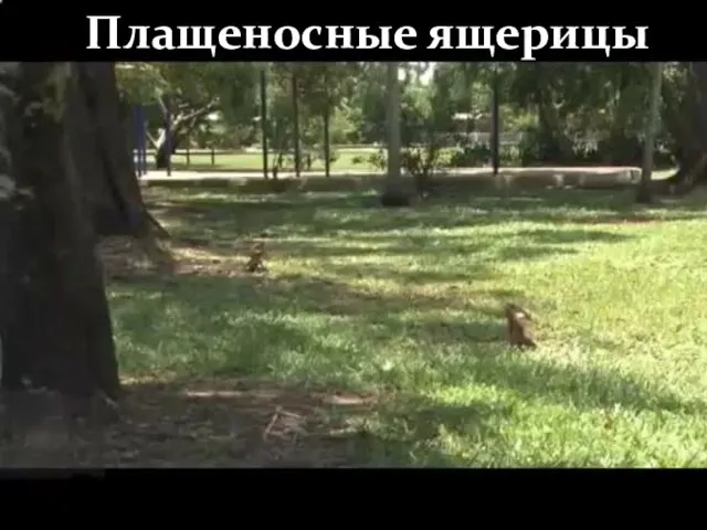 Плащеносные ящерицы