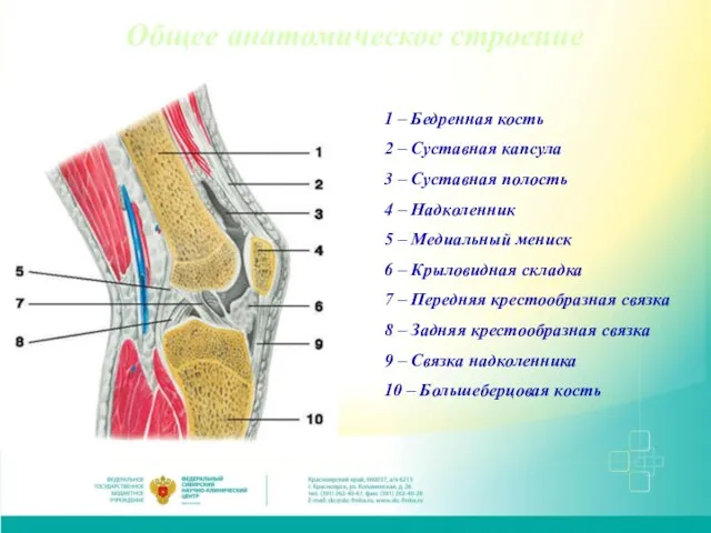 Общее анатомическое строение 1 – Бедренная кость 2 – Суставная капсула 3