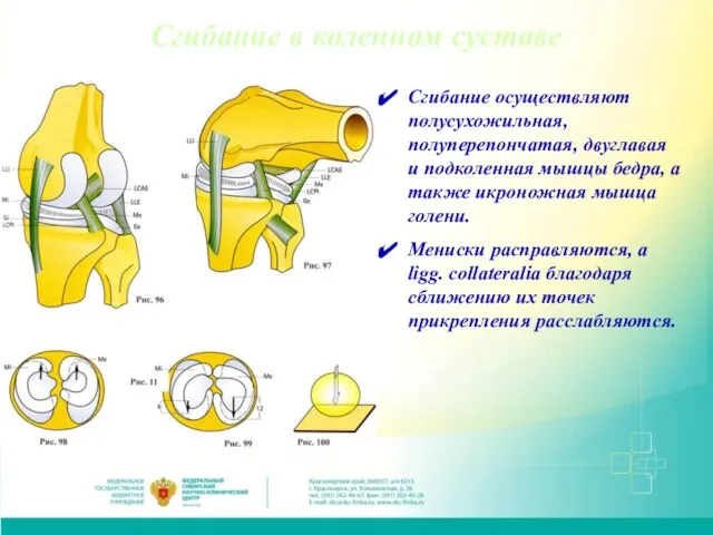 Сгибание в коленном суставе Сгибание осуществляют полусухожильная, полуперепончатая, двуглавая и подколенная мышцы