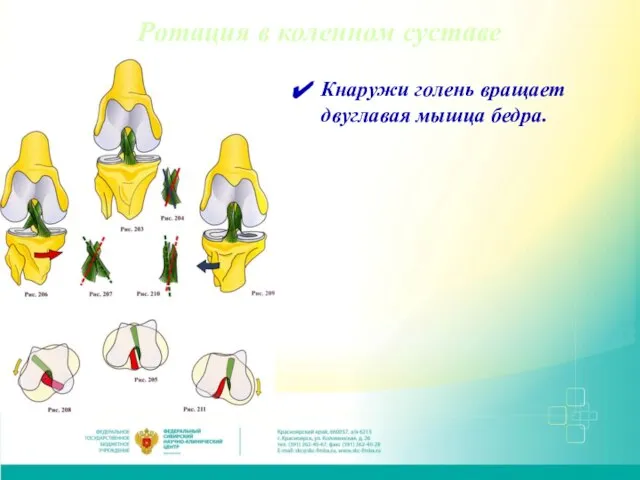 Ротация в коленном суставе Кнаружи голень вращает двуглавая мышца бедра.