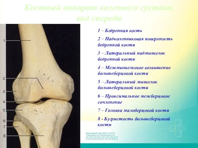 Костный аппарат коленного сустава, вид спереди 1 – Бедренная кость 2 –