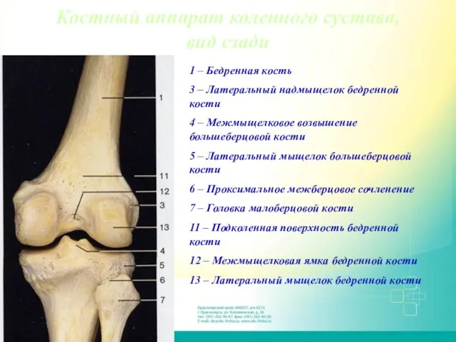 Костный аппарат коленного сустава, вид сзади 1 – Бедренная кость 3 –