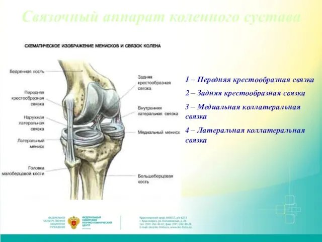 Связочный аппарат коленного сустава 1 – Передняя крестообразная связка 2 – Задняя
