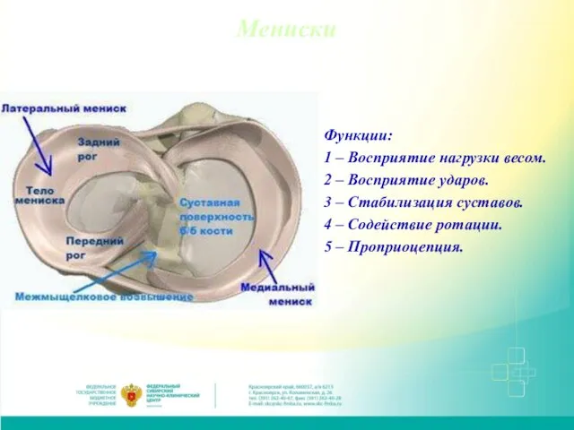 Мениски Функции: 1 – Восприятие нагрузки весом. 2 – Восприятие ударов. 3
