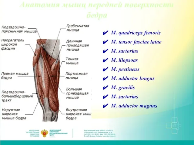 Анатомия мышц передней поверхности бедра M. quadriceps femoris M. tensor fasciae latae