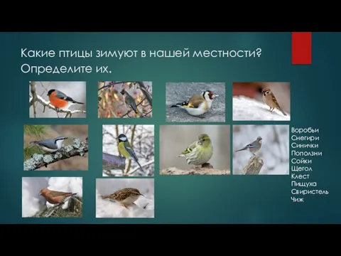 Какие птицы зимуют в нашей местности? Определите их. Воробьи Снегири Синички Поползни