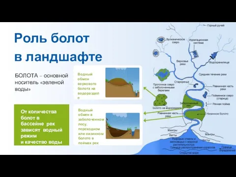 Роль болот в ландшафте БОЛОТА – основной носитель «зеленой воды» Водный обмен