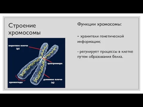 Строение хромосомы Функции хромосомы: - хранители генетической информации; - регулирует процессы в клетке путем образования белка.