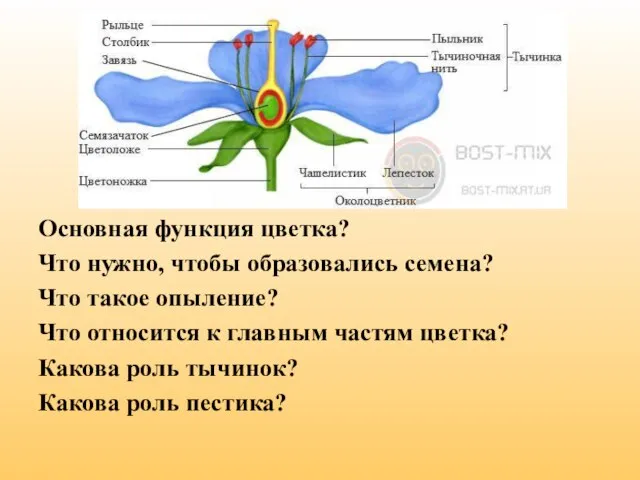 Основная функция цветка? Что нужно, чтобы образовались семена? Что такое опыление? Что