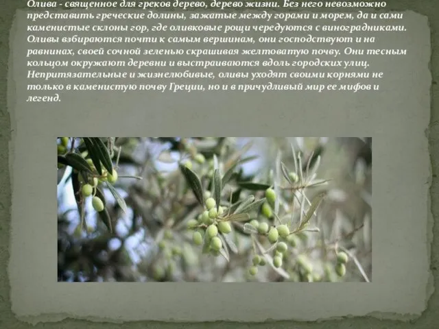 Олива - священное для греков дерево, дерево жизни. Без него невозможно представить
