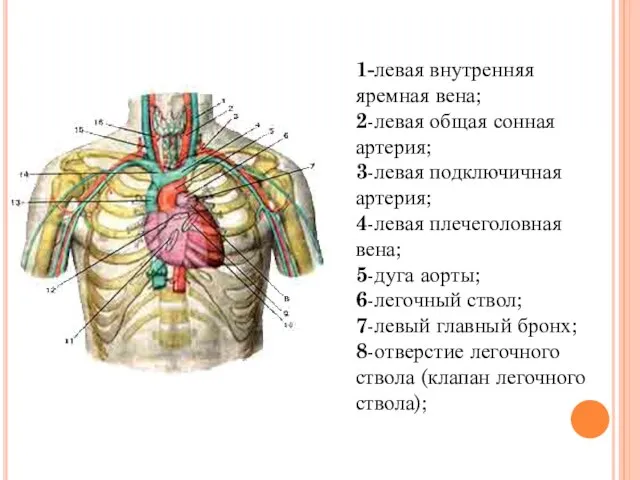 1-левая внутренняя яремная вена; 2-левая общая сонная артерия; 3-левая подключичная артерия; 4-левая