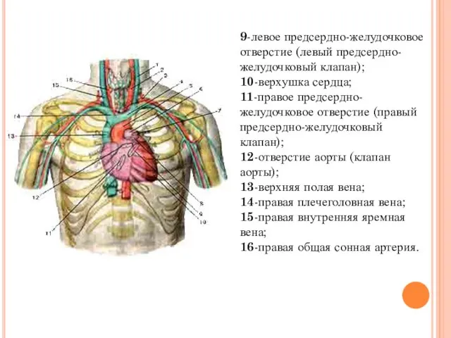 9-левое предсердно-желудочковое отверстие (левый предсердно-желудочковый клапан); 10-верхушка сердца; 11-правое предсердно-желудочковое отверстие (правый
