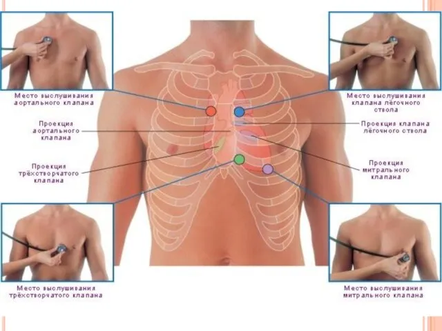 При аускультации сердца левый предсердно-желудочковый клапан (митральный) выслушивается у верхушки сердца, правый