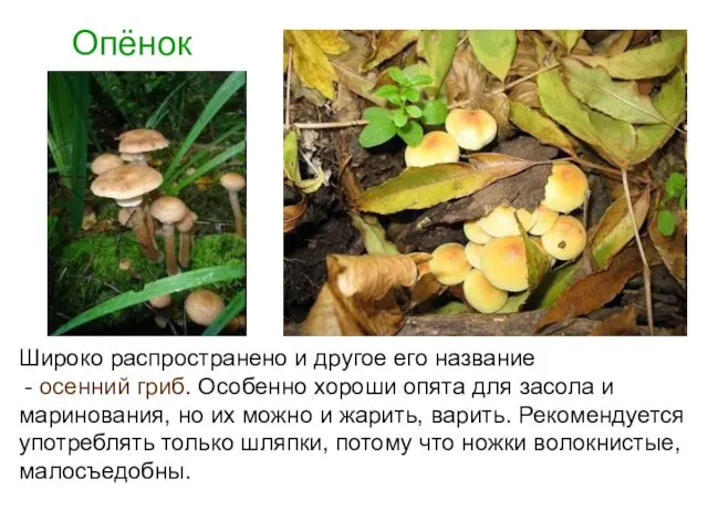 Опёнок Широко распространено и другое его название - осенний гриб. Особенно хороши