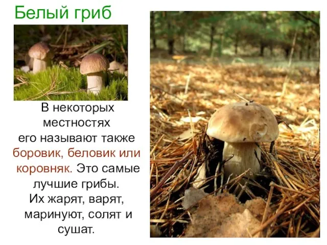 Белый гриб В некоторых местностях его называют также боровик, беловик или коровняк.
