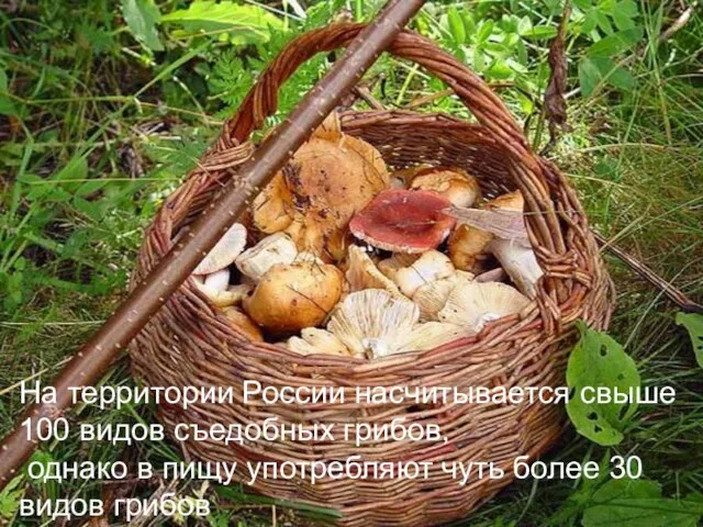 На территории России насчитывается свыше 100 видов съедобных грибов, однако в пищу