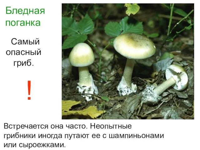 Бледная поганка Самый опасный гриб. Встречается она часто. Неопытные грибники иногда путают