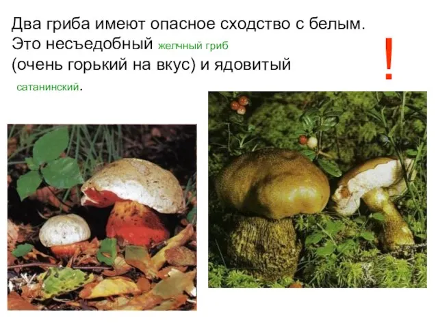 Два гриба имеют опасное сходство с белым. Это несъедобный желчный гриб (очень